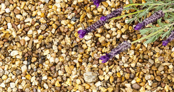 a close up image of loose gravel and lavender flowers